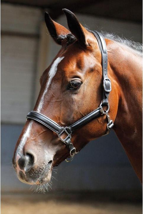 Produktbild Harry's Horse Halfter aus Leder