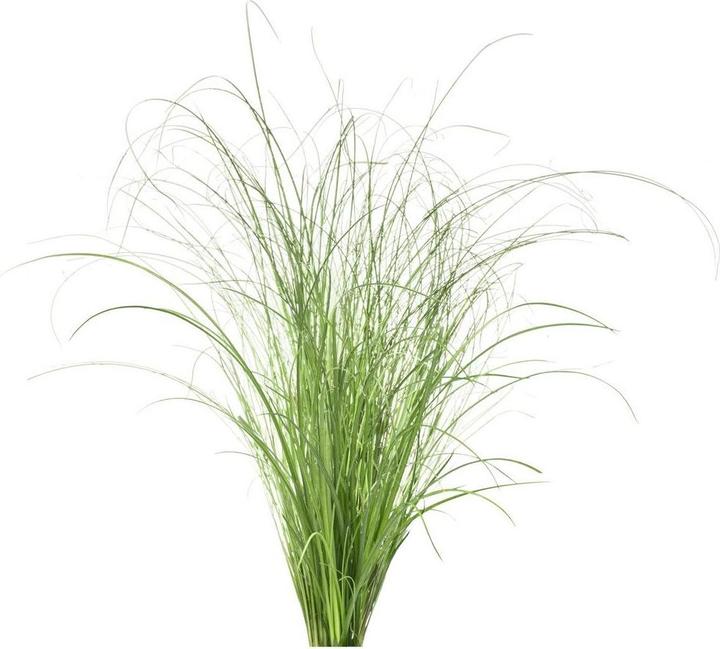 Immagine prodotto Click and Grow Click & Grow Smart Refill dekoratyvinė žolė 3 vnt (Semi di piante)