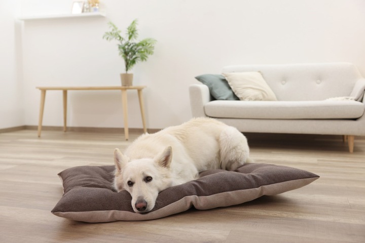 Immagine prodotto Kerbl Poduszka do leżenia Ely 75 x 115 cm brązowy/beżowy (Cane, Gatto)