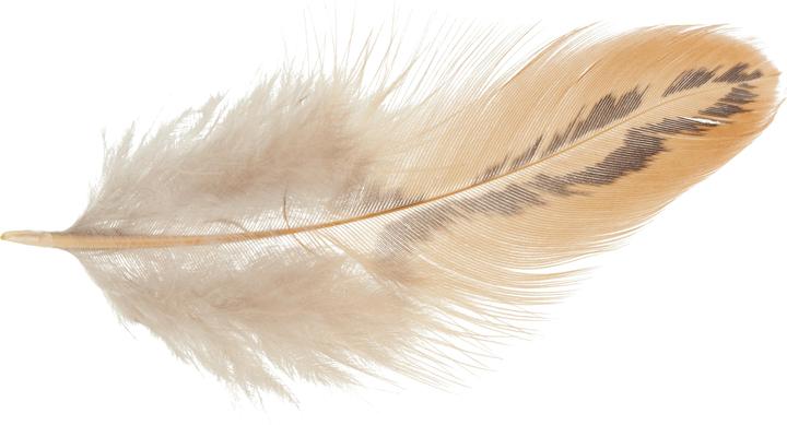 Actual product image Othmar Chicken feathers, brown, 3 g