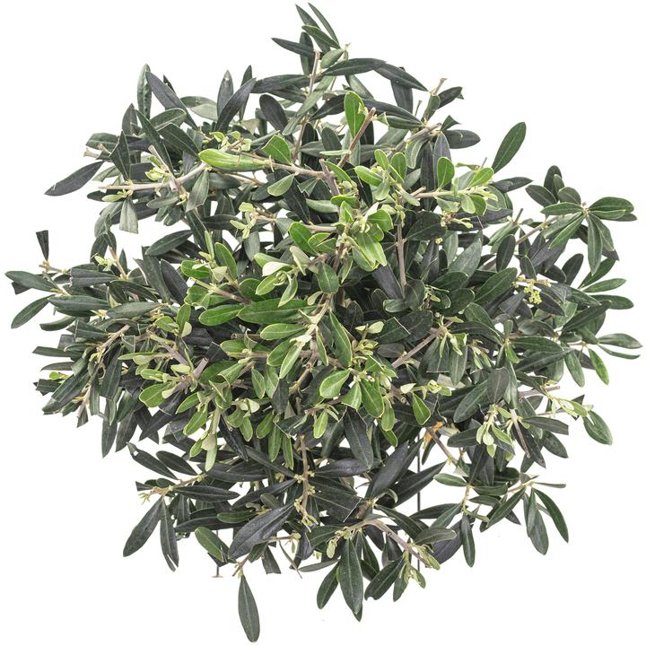Produktbild Flowerbox Olivenbaum - Olea europaea (110 cm)