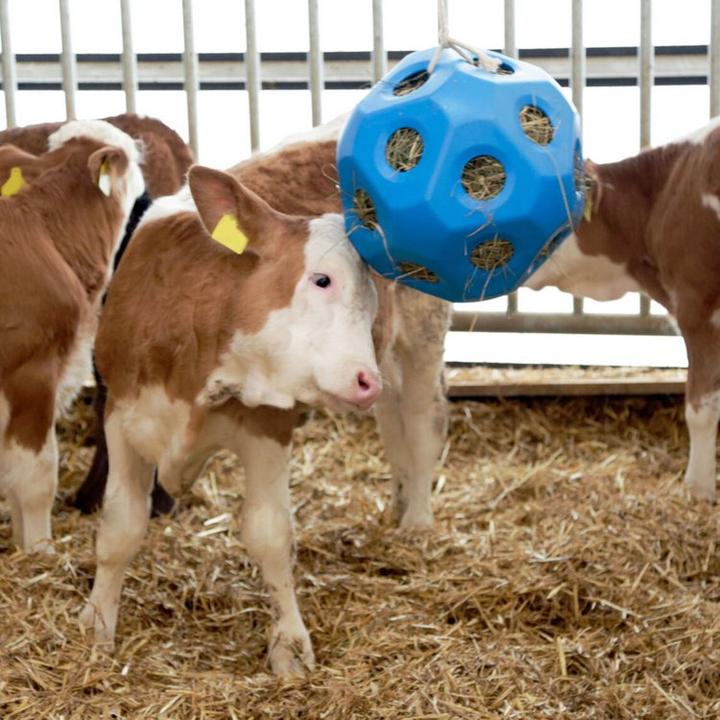 Actual product image Kerbl HayBoy food play ball