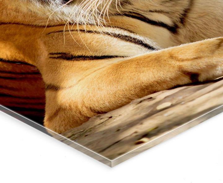 Produktbild Trenddeko Zwei Königstiger (60 x 40 cm)