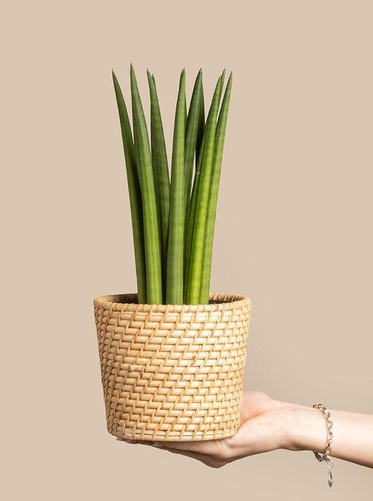 Actual product image feey Straight (25 cm, Freshly repotted)
