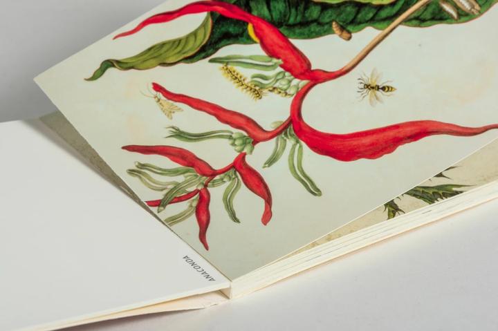 Produktbild Postkarten-Set Maria Sibylla Merian (20 Stk.)