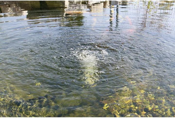 Immagine prodotto Esotec Aeratore solare per laghetto 120 l/h So