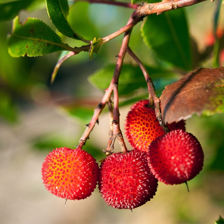 Immagine prodotto Plant in a Box Arbutus Unedo - set di 3 alberi di fragole (25 cm)