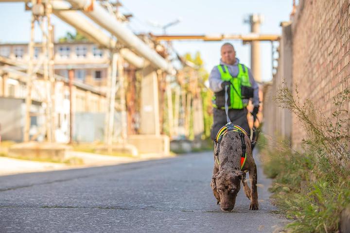 Actual product image Julius-K9 K9 Mantrailing/Outd. sele, Str.: L-XL/Uv Orange w. neon edge (L, XL, Dog)