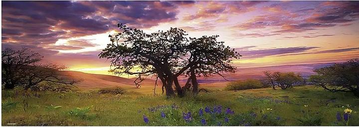 Image du produit Heye Chêne Humboldt (2000 pièces)