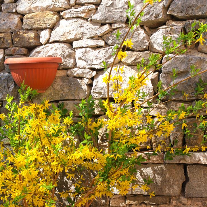 Image du produit Plant in a Box Forsythia intermedia 'Minigold' - Set de 4 forsythias (25 cm)