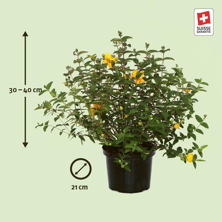 Produktbild Zulauf Johanniskraut / Hypericum 'Hidcote' (120 cm)