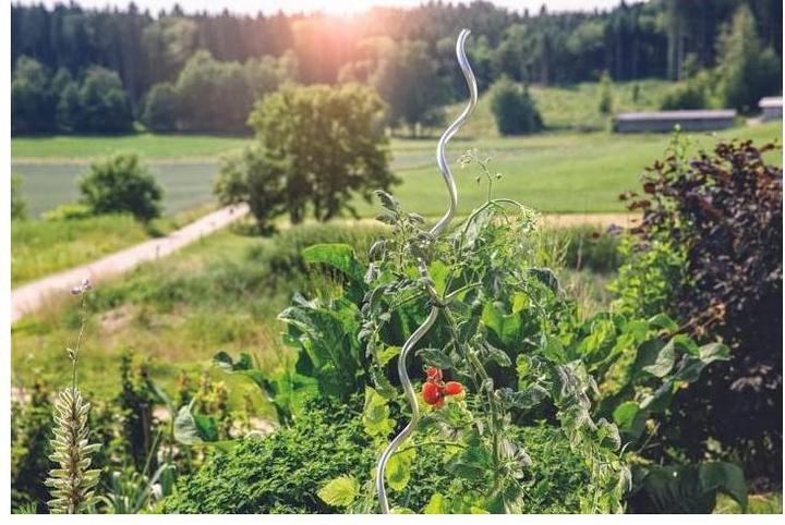 Image du produit Windhager Tiges de tomates en spirale (180 cm, 1 cm)