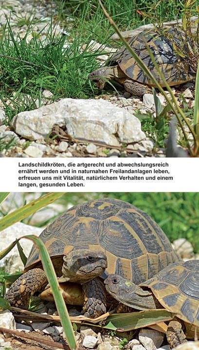 Produktbild Landschildkröten-Futterpflanzen (Deutsch, Ricarda Schramm, 2017)