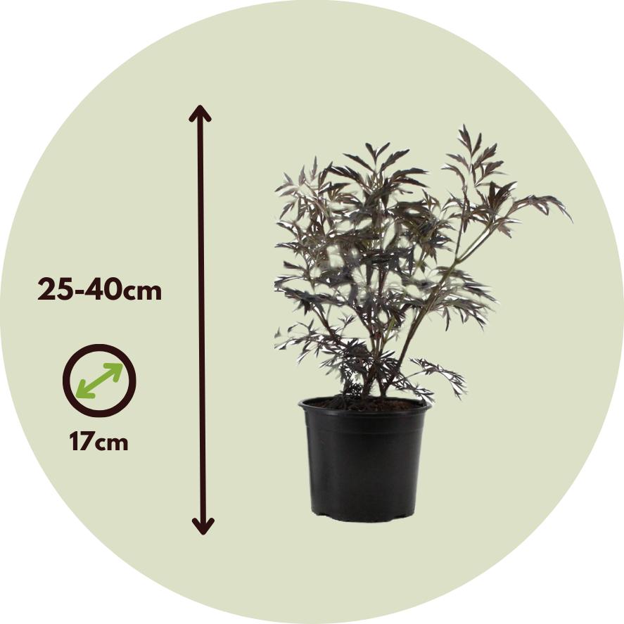 Thumbnail - Plant in a Box, Pflanzen, Sambucus nigra 'Black Lace' - 2er Set Holunder (25 cm)