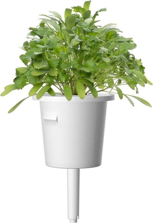 Produktbild Click and Grow Kresse (Gemüsesamen)