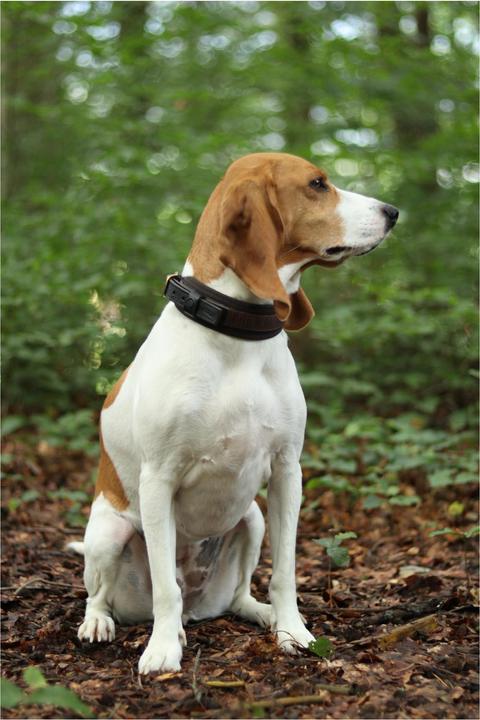 Actual product image Niggeloh Collar DeLuxe (S, Dog, General)