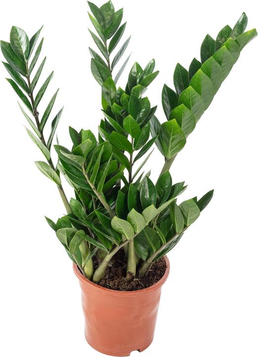 Produktbild Flowerbox Glücksfeder - Zamioculcas zamiifolia (55 cm)