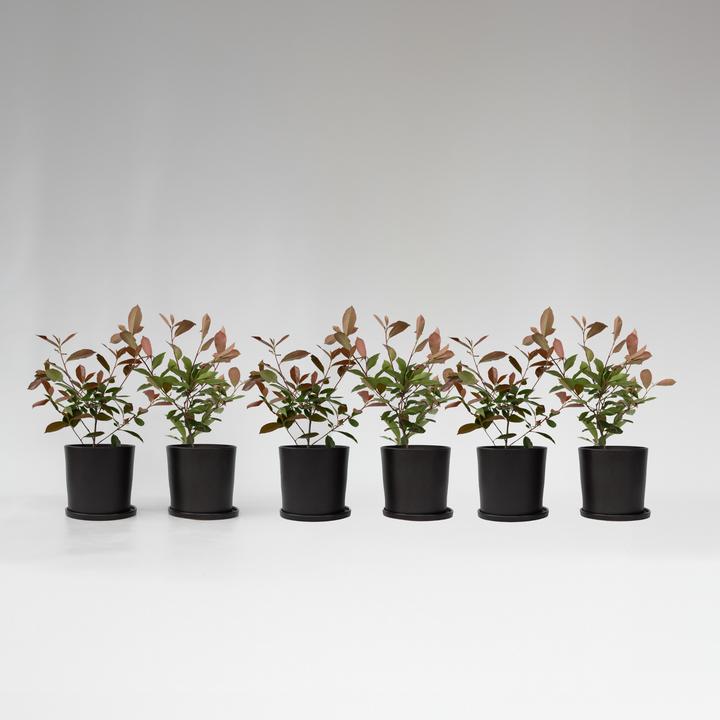 Immagine prodotto Plant in a Box Photinia fraseri Red Robin - set di 6 piante di nespolo (30 cm)