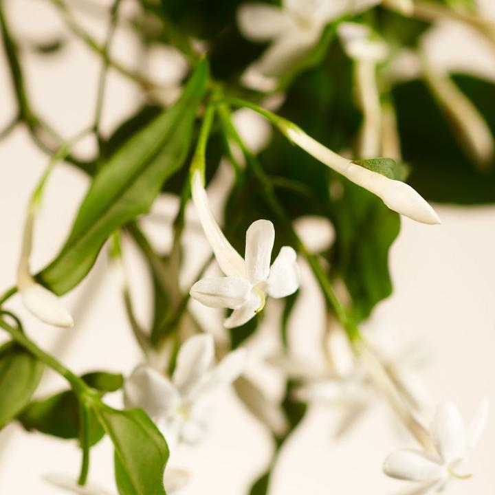 Immagine prodotto Rituals Private Collection (450 ml)