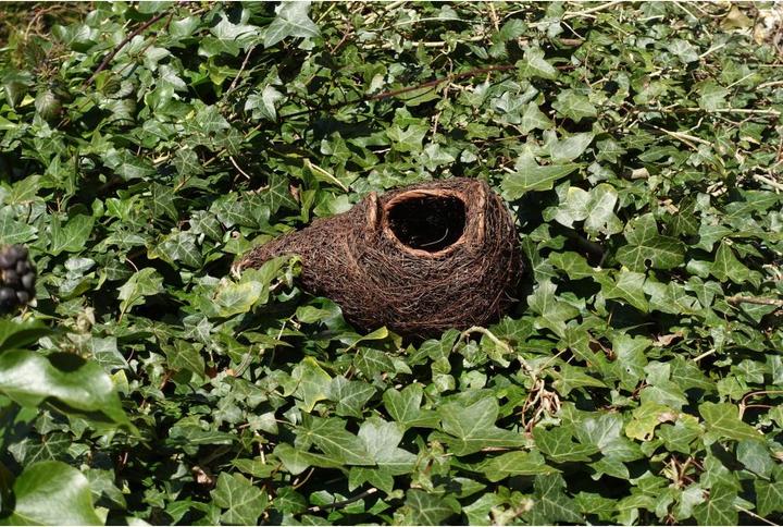 Image du produit Wildlife World Nid d'oiseau Gorgebleue à miroir