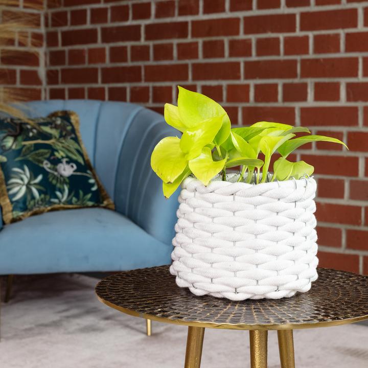 Produktbild Flowerbox Efeutute - Epipremnum pinnatum 'Golden Pothos' (15 cm)