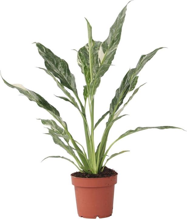 Produktbild Plant in a Box Spathiphyllum Diamond - Diamant-Efeu (40 cm)