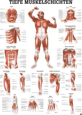 Ruediger RÜDIGER Planche pédagogique Couches musculaires profondes Vue de face 70 x 100 fr (70 x 100 cm)