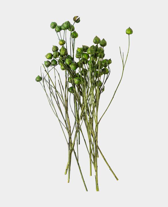 Image du produit I Am Creative Fleurs séchées Lino Gras (Fleurs séchées)