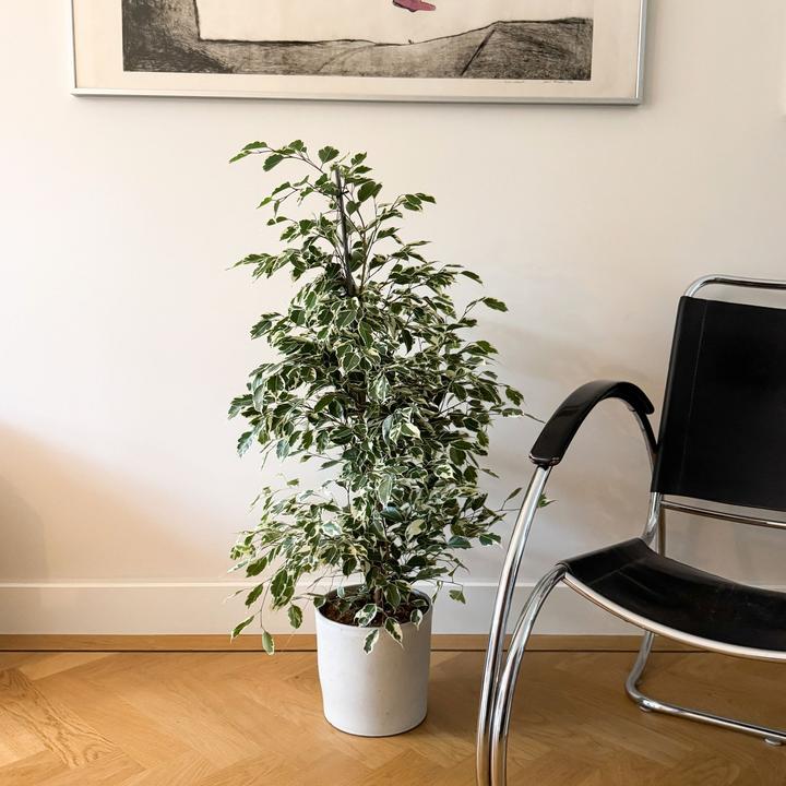 Actual product image Plant in a Box Ficus Benjamina Twilight - violin plant (100 cm)