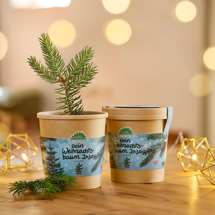 Immagine prodotto Die Stadtgärtner Hochwertiges Fichten-Anzuchtset für Ihren eigenen Weihnachtsbaum für 2030