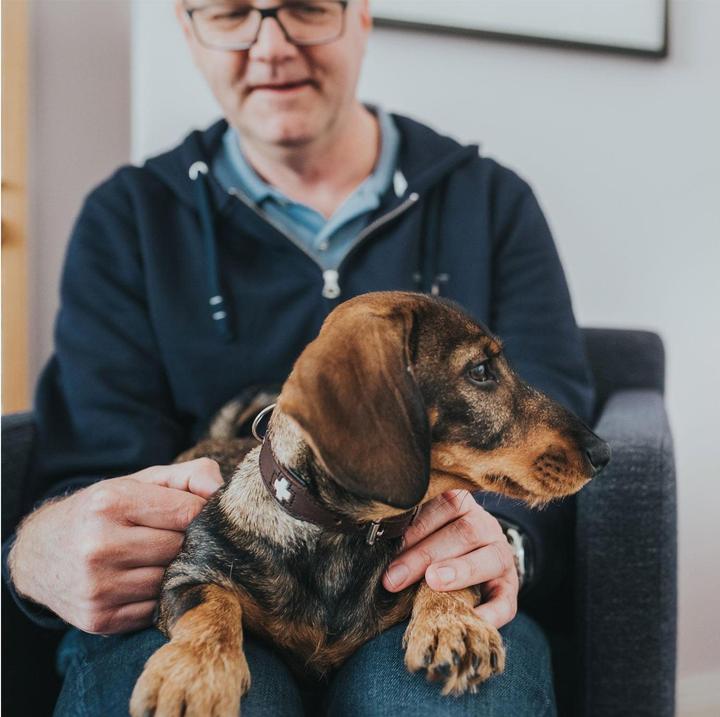 Actual product image Hunter Collar Swiss genuine leather (47, 48, 49, 50, 52, 54, Dog, Walks)