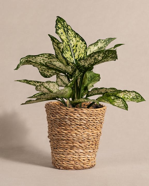 Produktbild feey Aglaonema Kiwi (25 cm, Frisch umgetopft)