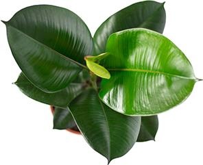Immagine prodotto Flowerbox Set di 3 alberi della gomma - Ficus elastica "Robusta (50 cm)