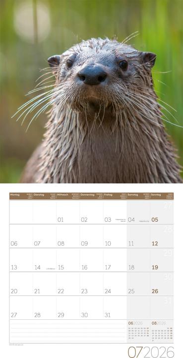 Image du produit Otter Kalender 2026 - 30x30 (30 x 30 cm, Couverture rigide, Allemand, Français, Italien, Anglais)