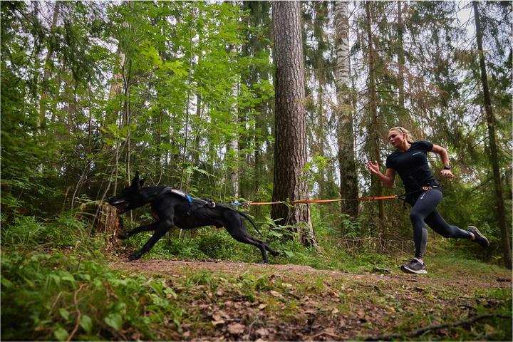 Actual product image Non-Stop Dogwear Bungee (M, Dog, Jogging)
