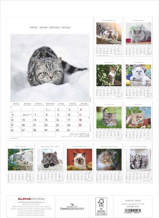 Immagine prodotto Katzen2026-Bildkalender23,7x34cm-KalendermitPlatzfürNotizen-mitvie