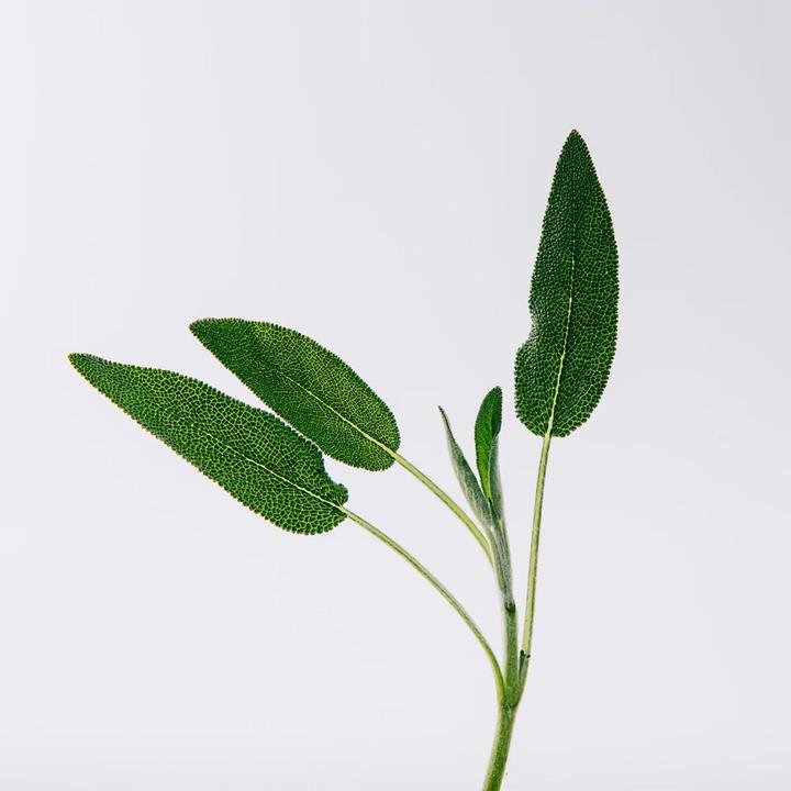 Produktbild Loewe ONLY VULCAN edp vapo 50 ml (Eau de Parfum, 50 ml)