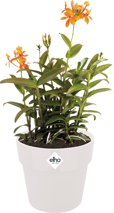 Produktbild Elho b.for original (14 cm)