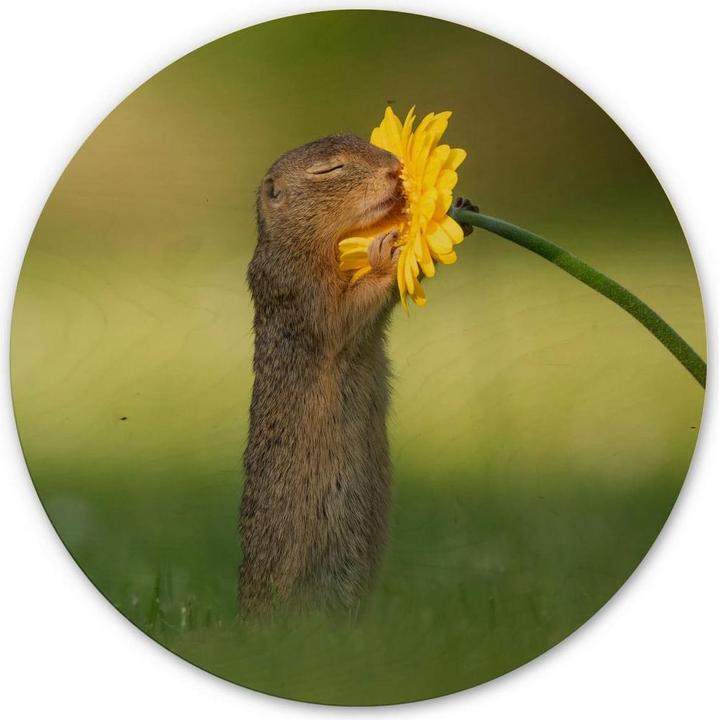 Immagine prodotto Trenddeko van Duijn - Gopher odora di fiori (Ø 30 cm)