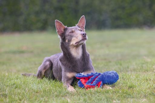 Immagine prodotto Beeztees Polpo Amy (Cane di peluche)