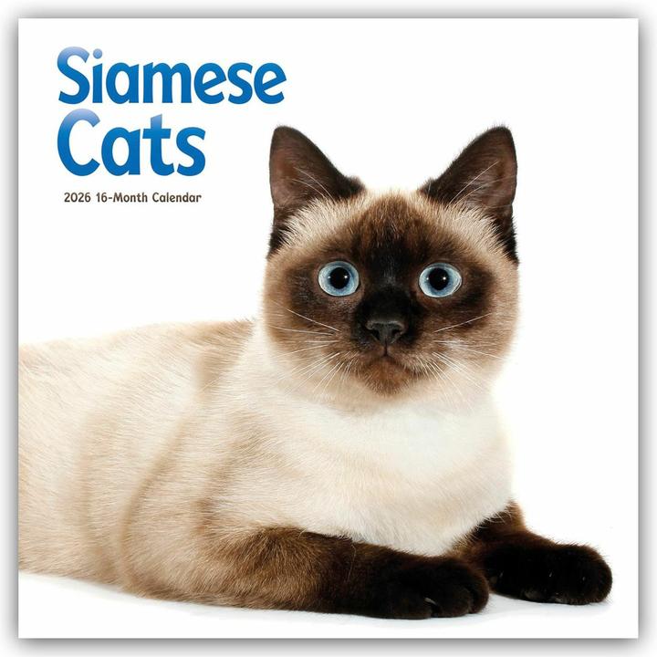 Produktbild Siamese Cats - Siamesische Katzen - Siamkatzen 2026 - Wand-Kalender (Spezial)