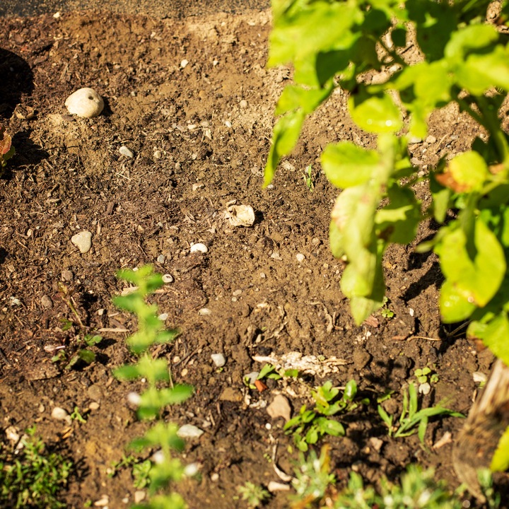 Produktbild UPP Gartenfräse 2 in 1 Handgerät Krümler Kultivator Bodenkrümler Sternfräse