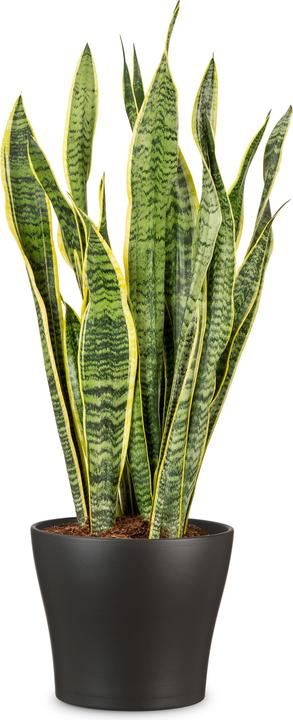 Immagine prodotto Scheurich Vaso da fiori Antracite Ø 19 cm (19 cm)