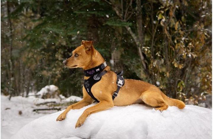 Produktbild Hurtta Geschirr Weekend Warrior (XXL, Hund, Hundesport)