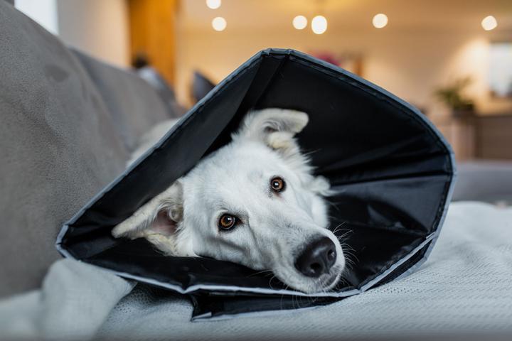 Image du produit Deek Pets Collier de cou "Cozy