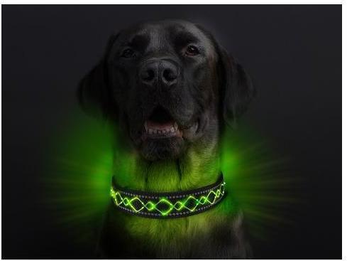 Image du produit Animal Light Collier lumineux pour chien Beauty (M, Chien, Sport canin)