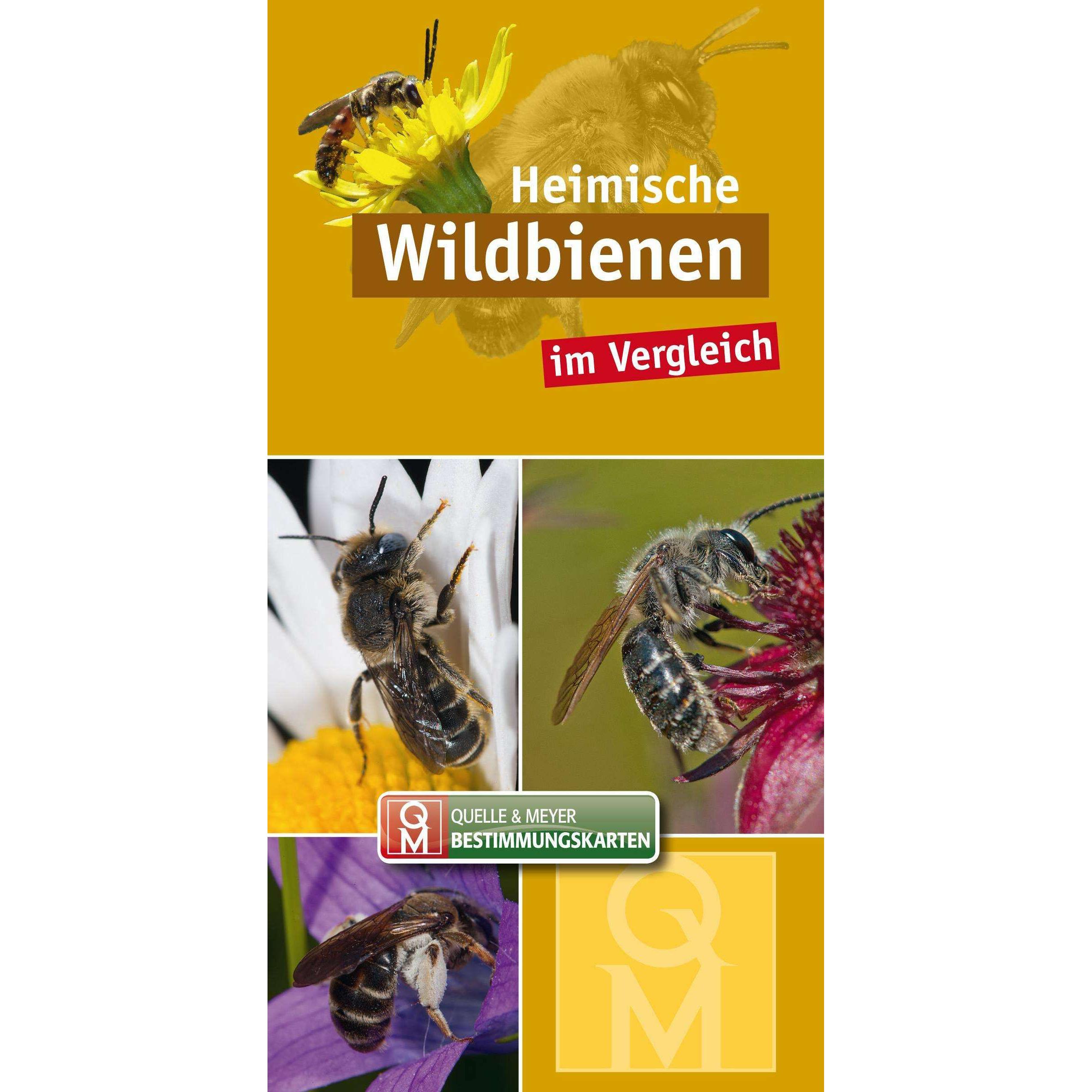 Heimische Wildbienen, Sachbücher von Quelle & Meyer Verlag