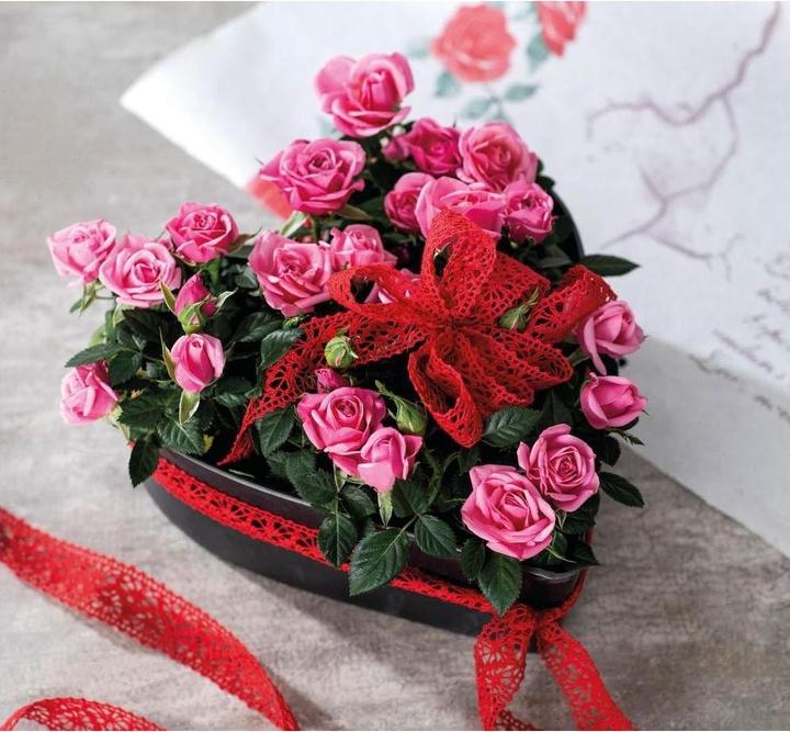 Produktbild Opiflor Sabina (25 x 24 x 7.50 cm)