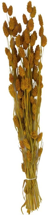 Image du produit Dijk Herbe brillante - Phalaris (Fleurs séchées)