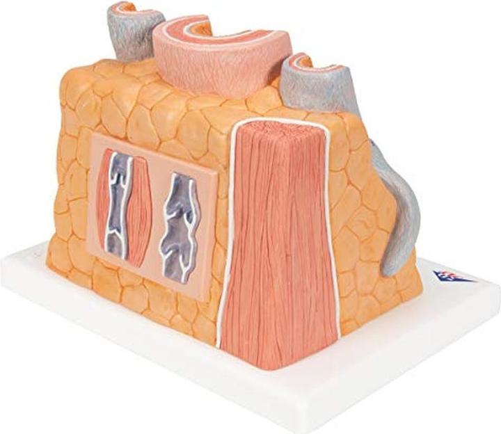 Image du produit 3B Scientific Microanatomie artère et veine humaine - 14x agrandissement